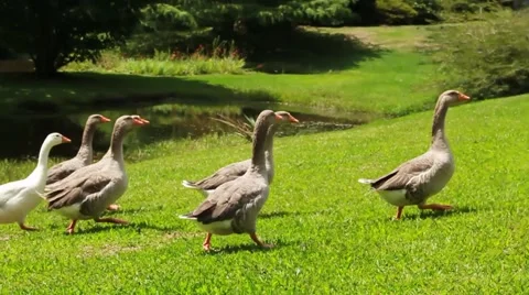 Ducks 動画素材 46083617