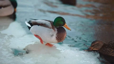 Ducks Видео 46159241