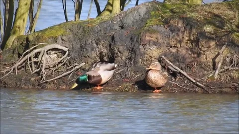 Ducks Stock Footage 74114929