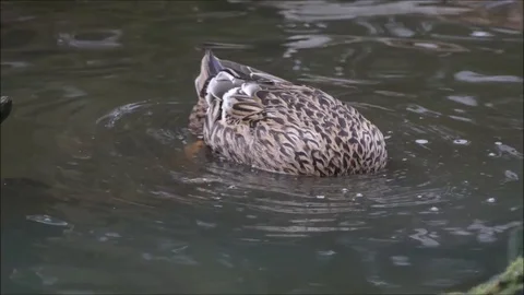 Ducks Stock Footage 74123763