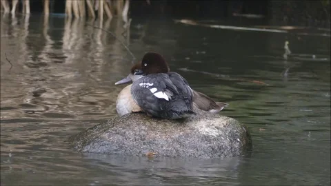 Ducks Stock Footage 74123764