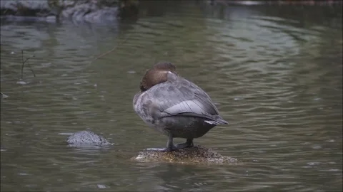 Ducks Stock Footage 74123878