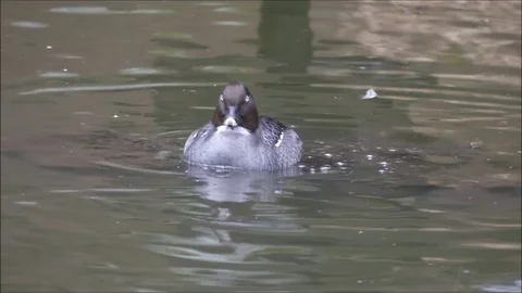 Ducks Stock Footage 74123908