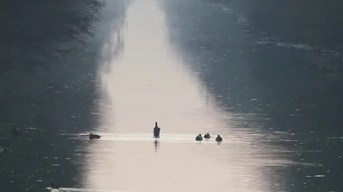 Ducks Stock Footage 74125380