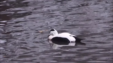 Ducks Stock Footage 74126020