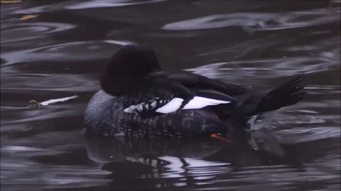 Ducks Stock Footage 74126055