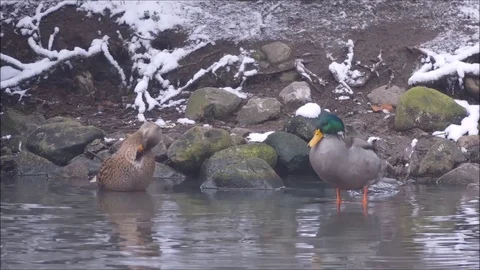 Ducks Stock Footage 74126137