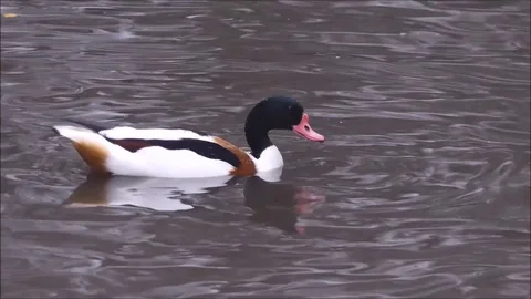 Ducks Stock Footage 74126142