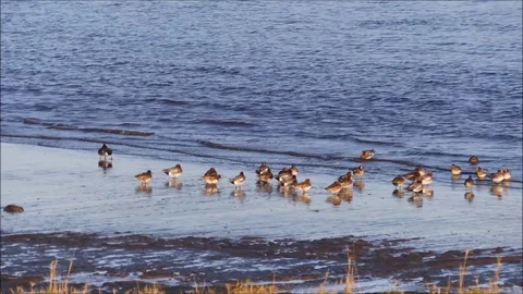 Ducks Stock Footage 74128600