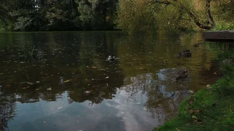 Ducks Stockbeeldmateriaal 75531649