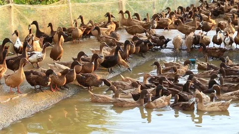 Ducks Video stock 77327236