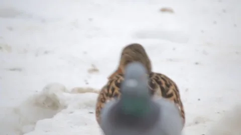 Ducks Stock Footage 79895802