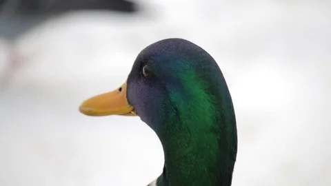 Ducks Stock Footage 79895870