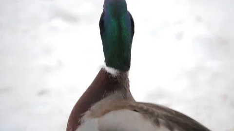 Ducks Stock Footage 79895903