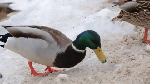 Ducks Stock Footage 79895911