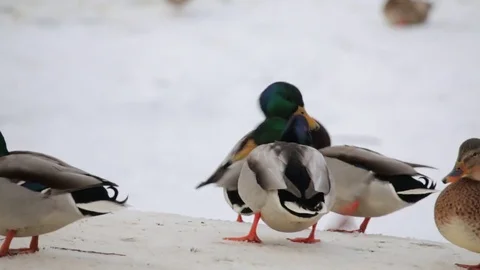 Ducks Stock Footage 79895982