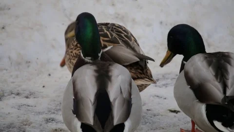 Ducks Stock Footage 79896025