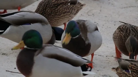 Ducks Stock Footage 79896072