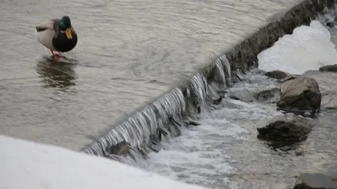 Ducks Stock Footage 79896082