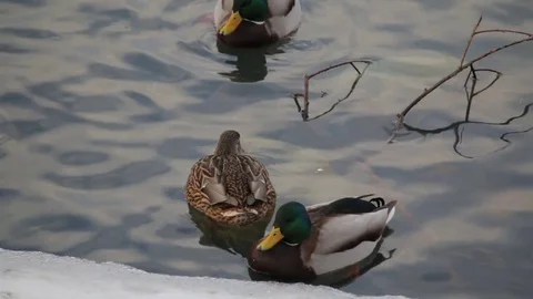 Ducks Stock Footage 79896160