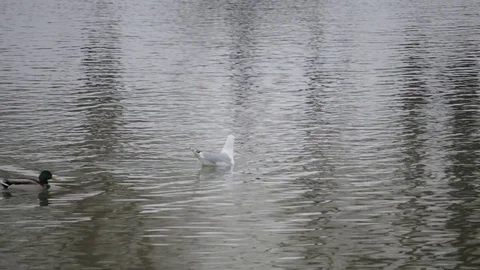 Ducks Stock Footage 79896169