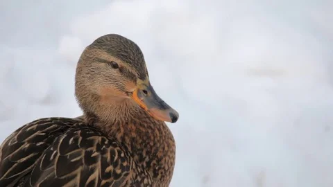 Ducks Stock Footage 79896170