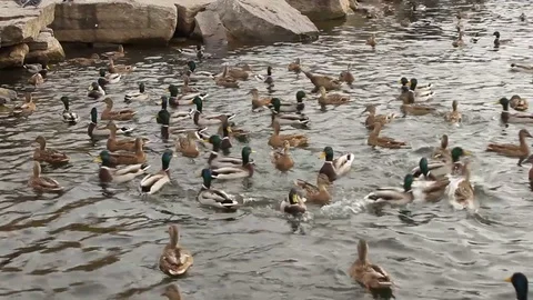 Ducks Stock Footage 81182341