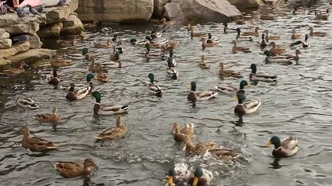 Ducks Stock Footage 81182494