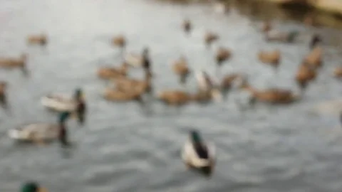 Ducks Stock Footage 81182551