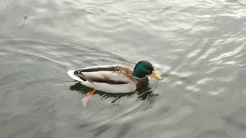 Ducks Stock Footage 81182553