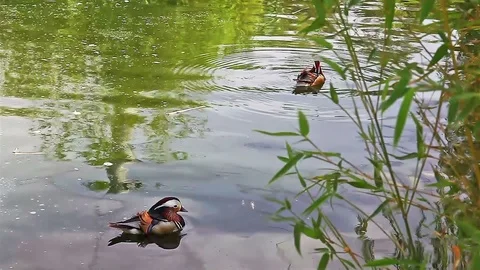 Ducks Stock Footage 86530807