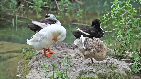 Ducks  Stock Footage 86533815