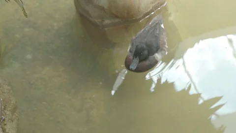Ducks Stock Footage 86664519