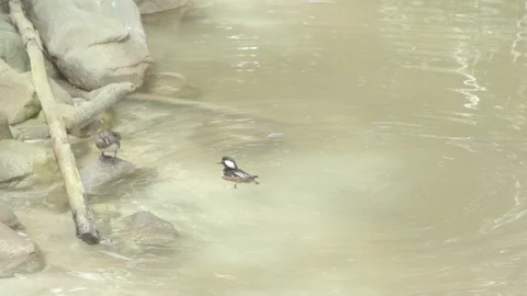 Ducks Stock Footage 86664561