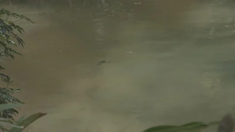 Ducks Stock Footage 86664562
