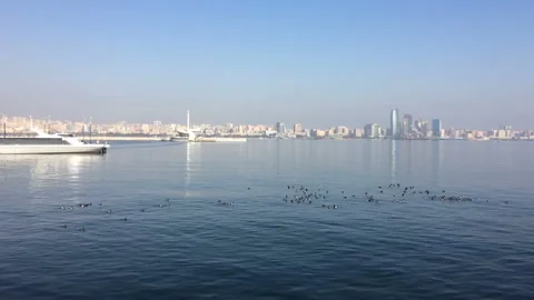 Ducks 動画素材 86792520