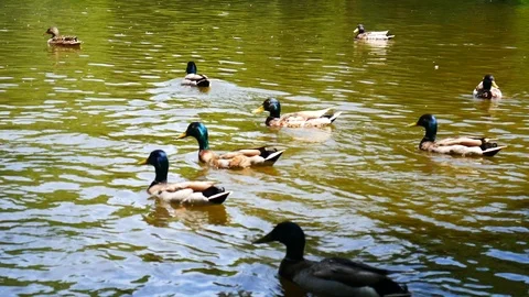 Ducks Stockbeeldmateriaal 90527681