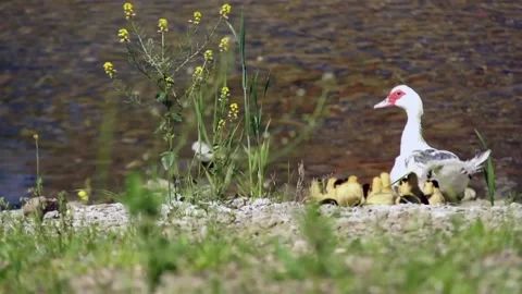 Ducks Stock Footage 91323844