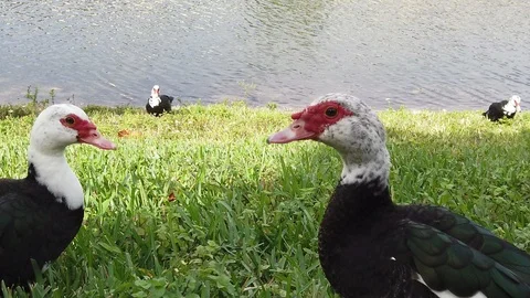 Ducks Stock Footage 100381084