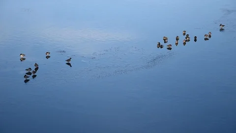 Ducks Stock Footage 100432784