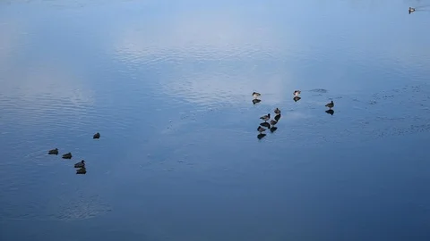 Ducks Stock Footage 100433093