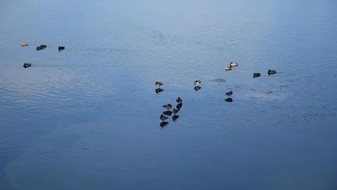 Ducks Stock Footage 100433296