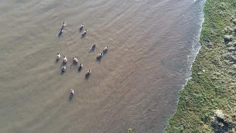 Ducks Stock Footage 100560287