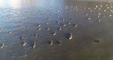 DUCKS Stock Footage 102014205