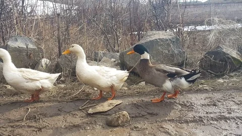 Ducks Stock Footage 106369827