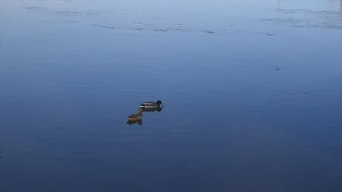 Ducks Video stock 106464401