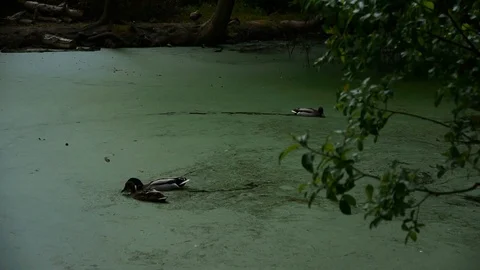 Ducks Stock Footage 112696298