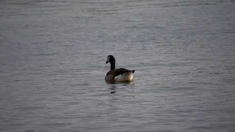 Ducks 動画素材 113153754