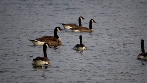 Ducks Video stock 113154193