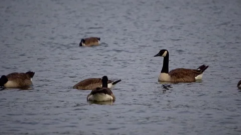 Ducks 動画素材 113156077